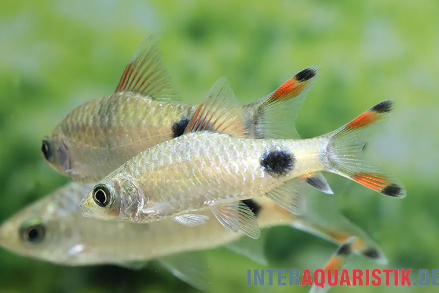 Schwarzfleckbarbe, Dawkinsia filamentosa