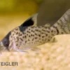 Schwarzflossen Panzerwels, Corydoras leucomelas, 3-4 cm