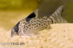 Schwarzflossen Panzerwels, Corydoras leucomelas, 3-4 cm