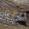 Schwarzgefleckter Riesenlaubfrosch, Trachycephalus nigromaculatus