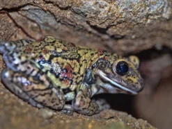 Schwarzgefleckter Riesenlaubfrosch, Trachycephalus nigromaculatus