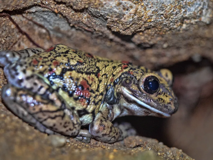 Schwarzgefleckter Riesenlaubfrosch, Trachycephalus nigromaculatus