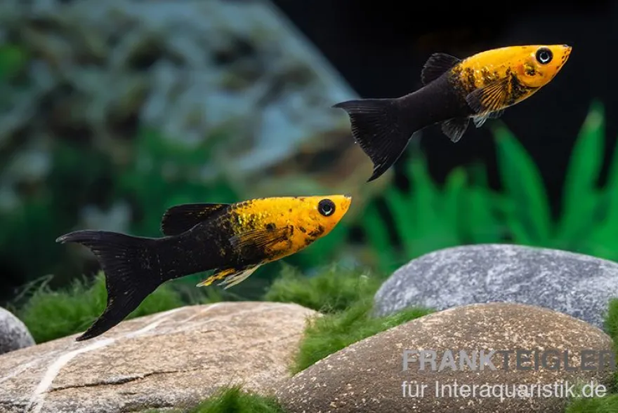 Schwarzgoldener Molly Lyra, Poecilia sphenops
