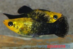 Schwarzgoldener Molly, Poecilia sphenops