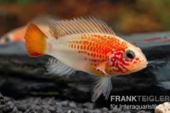 Schwarzkehlbuntbarsch gold, Apistogramma viejita gold, paarweise M