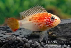 Schwarzkehlbuntbarsch gold, Apistogramma viejita gold, paarweise M