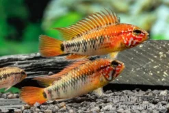 Schwarzkehlbuntbarsch Variante II, Apistogramma sp. viejita II, paarweise