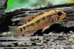 Schwarzkehlbuntbarsch Variante II, Apistogramma sp. viejita II, paarweise