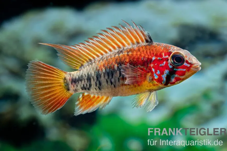 Schwarzkehlbuntbarsch Variante II, Apistogramma sp. viejita II, paarweise