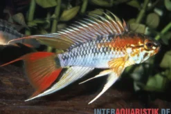 Schwarzkehl-Zwergbuntbarsch, Apistogramma viejita, paarweise