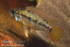 Schwarzkehl-Zwergbuntbarsch, Apistogramma viejita, paarweise