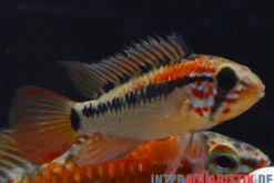 Schwarzkehl-Zwergbuntbarsch, Apistogramma viejita, paarweise