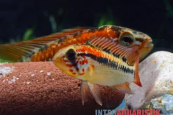 Schwarzkehl-Zwergbuntbarsch, Apistogramma viejita, paarweise