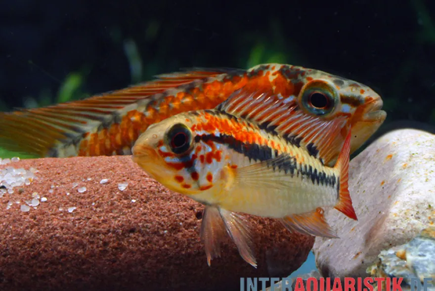 Schwarzkehl-Zwergbuntbarsch, Apistogramma viejita, paarweise