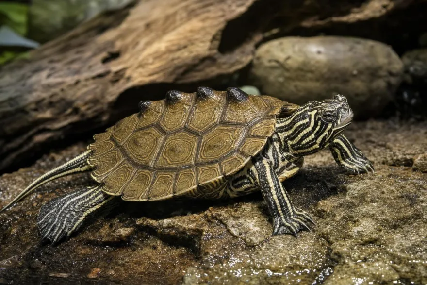 Schwarzknopf-Höckerschildkröte, Graptemys nigrinoda