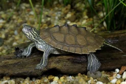 Schwarzknopf-Höckerschildkröte, Graptemys nigrinoda