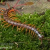 Schwarzkopf-Fähnchenskolopendra, Alipes multicostis