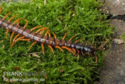 Schwarzkopf-Fähnchenskolopendra, Alipes multicostis