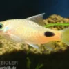 Schwarzlinienbarbe, Dawkinsia assimilis