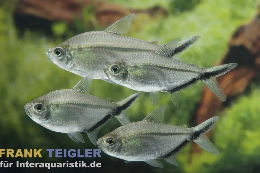 Schwarzliniensalmler, Moenkhausia costae