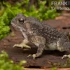 Schwarznarbenkröte, Bufo melanostictus