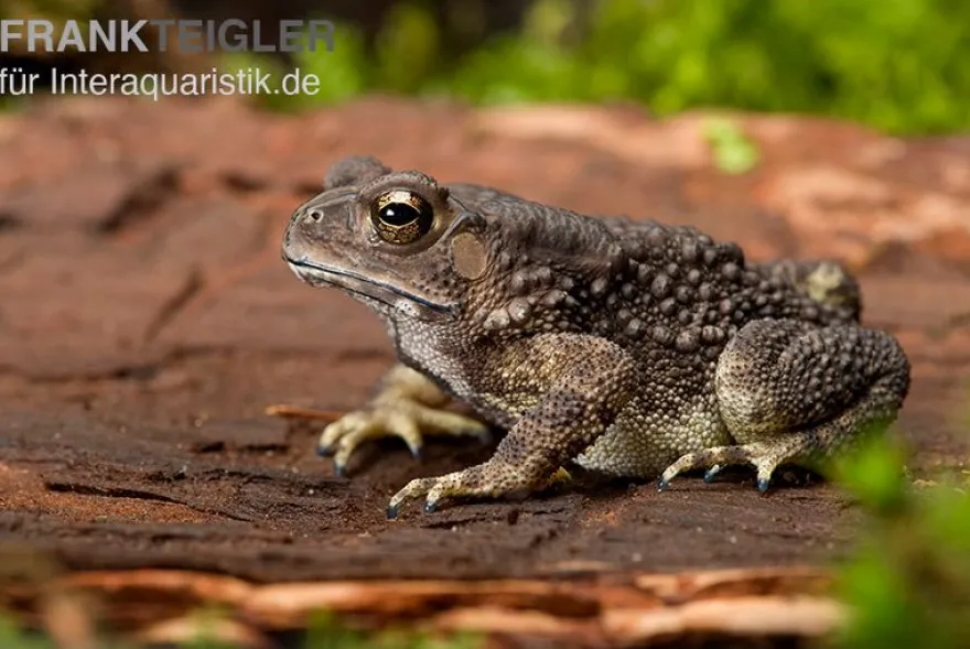 Schwarznarbenkröte, Bufo melanostictus