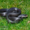 Schwarznatter, Coluber constrictor