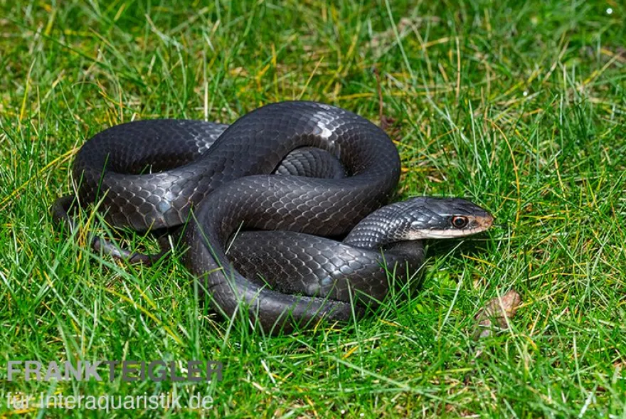 Schwarznatter, Coluber constrictor