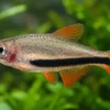 Schwarzpfeil-Königssalmler, Inpaichthys luizae