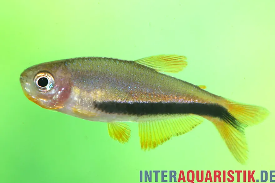 Schwarzpfeil-Königssalmler, Inpaichthys luizae