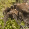 Schwarzrote Vogelspinne, Brachypelma vagans
