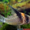 Schwarzsegel-Panzerwels, Corydoras brevirostris "CW27 High Fin"