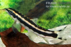 Schwarzstreifenprachtschmerle, Botia nigrolineata