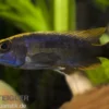 Schwefelkopfmaulbrüter, Otopharynx lithobates, DNZ