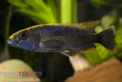 Schwefelkopfmaulbrüter, Otopharynx lithobates, DNZ