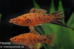 Schwertträger Berlin, Xiphophorus helleri, Zufällig ausgewählt