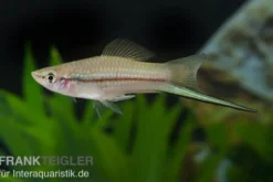 Schwertträger Grün, Xiphophorus helleri, Zufällig ausgewählt