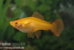 Schwertträger Komet Orange, Xiphophorus helleri, Zufällig ausgewählt