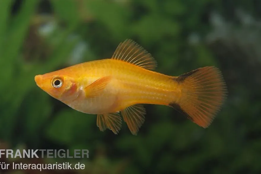 Schwertträger Komet Orange, Xiphophorus helleri, Zufällig ausgewählt