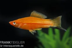 Schwertträger Komet Rot, Xiphophorus helleri, Zufällig ausgewählt