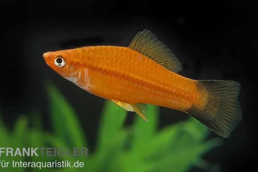 Schwertträger Komet Rot, Xiphophorus helleri, Zufällig ausgewählt