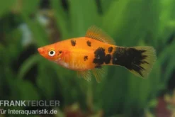 Schwertträger Marmor orange, Xiphophorus helleri, Zufällig ausgewählt