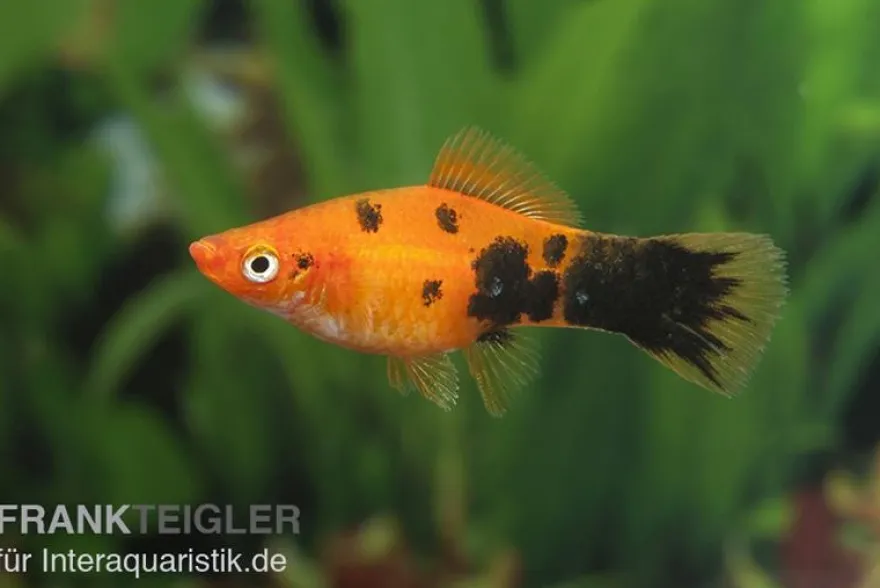 Schwertträger Marmor orange, Xiphophorus helleri, Zufällig ausgewählt