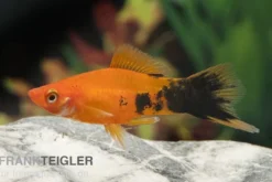 Schwertträger Marmor orange, Xiphophorus helleri, Zufällig ausgewählt