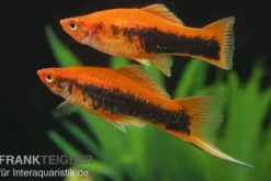 Schwertträger Orange Tuxedo, Xiphophorus helleri, Zufällig ausgewählt