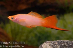 Schwertträger pink, Xiphophorus helleri