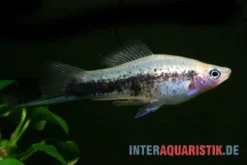 Schwertträger "Tuxedo blau", Xiphophorus helleri, Zufällig ausgewählt
