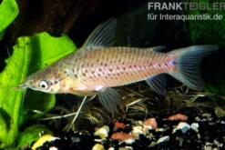 Schwielen-Torpedowels, Dianema longibarbis