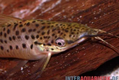 Schwielen-Torpedowels, Dianema longibarbis