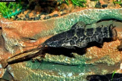 Schwielenwels, Megalechis picta